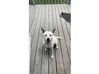 Adopt Zeus a White - with Black Mutt / Mixed dog in Mukwonago, WI (41565119)