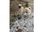 Adopt Frannie a Brown/Chocolate - with Black Pug / Mixed dog in Lowell