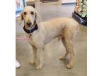 Adopt HUGO a Tan/Yellow/Fawn Poodle (Standard) / Mixed dog in Las Vegas