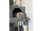 Adopt Mochi a Tan or Fawn Siamese / Mixed (short coat) cat in Litchfield Park