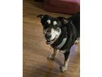 Adopt Sammy a Black - with Tan, Yellow or Fawn Mutt / Mutt / Mixed dog in Alvin