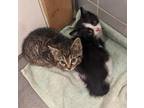 Adopt Domino & Bartholomew a Black & White or Tuxedo American Shorthair (short
