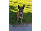 Adopt RUGGER a Brindle - with White Alaskan Malamute / Boxer / Mixed dog in Las
