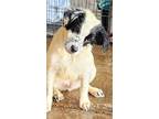 Adopt Lennox a White - with Black Border Collie / Australian Shepherd / Mixed
