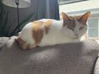 Adopt Clark a Orange or Red (Mostly) Domestic Mediumhair / Mixed (medium coat)