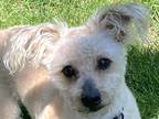 Adopt OTIS a White Bichon Frise / Mixed dog in Grafton, OH (41564984)