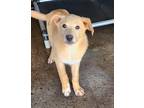 Adopt Hayden a Tan/Yellow/Fawn - with White Golden Retriever / German Shepherd