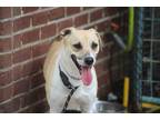 Adopt Felicity a White - with Tan, Yellow or Fawn Pit Bull Terrier / Mixed dog