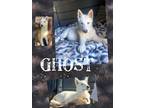 Adopt Ghost a White Husky / Mixed dog in Concord, CA (41564977)