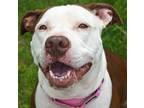 Adopt MISTY a Brown/Chocolate - with White Pit Bull Terrier / Mixed dog in