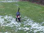 Adopt Ollie a Black - with White Border Collie / Husky / Mixed dog in Fort