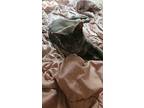 Adopt Cosmo a Gray, Blue or Silver Tabby Tabby / Mixed (short coat) cat in
