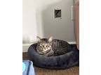 Adopt Karjo a Gray, Blue or Silver Tabby American Bobtail / Mixed (short coat)