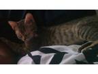 Adopt Sofie a Tan or Fawn (Mostly) Tabby / Mixed (short coat) cat in Riviera