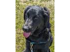 Adopt Phoebe a Black Newfoundland / Golden Retriever / Mixed dog in South Lyon