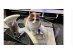 Adopt Cali / Henley a Calico or Dilute Calico Calico / Mixed (medium coat) cat