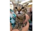 Adopt Diego (bonded w/ Prince Julius) a Tabby