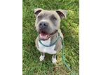 Adopt River a Mixed Breed