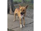 Adopt Lewis a Mixed Breed, German Shepherd Dog