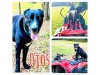 Adopt Ojos a Labrador Retriever, Mixed Breed