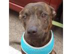 Adopt PeeWee a Plott Hound