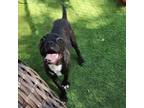 Adopt DIEGO a Boston Terrier, Pug