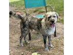 Adopt Rocket a Standard Poodle, Australian Shepherd