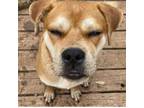 Adopt Jenkins a Boxer, Mixed Breed