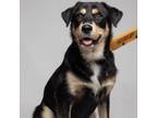 Adopt Henry a German Shepherd Dog, Mixed Breed