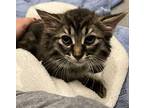 Gucci Domestic Longhair Kitten Male