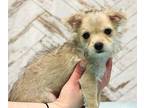 Sweeney Maltese Puppy Male