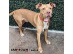 Trout American Pit Bull Terrier Young Male