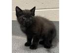 Black Shallowtail Domestic Shorthair Kitten Male