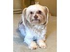 Fizzy Chinese Crested Adult Female