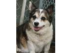 Adopt Louie a Tricolor (Tan/Brown & Black & White) Cardigan Welsh Corgi / Mixed