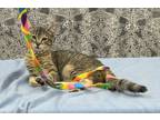 Adopt Hannah a Tiger Striped Domestic Shorthair (short coat) cat in Santa Rosa