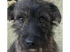 Adopt Chiquilin - little shorty boy: a Brindle Border Terrier / Wheaten Terrier