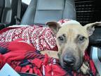 Adopt Noemi a Tan/Yellow/Fawn - with Black American Pit Bull Terrier / Mixed dog