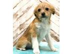 Motley Shih Tzu Puppy Male