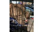 Adopt Blue a Brindle - with White American Pit Bull Terrier / Mixed dog in