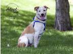 Adopt Cisco a Red/Golden/Orange/Chestnut - with White Australian Shepherd /