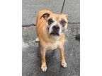Adopt Becall a Brown/Chocolate - with White Pit Bull Terrier / Mixed dog in