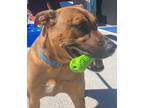 Adopt Katia a Brown/Chocolate Rhodesian Ridgeback / Mixed dog in Carmel