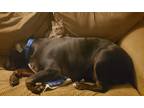 Adopt Gina a Brown Tabby Polydactyl/Hemingway (short coat) cat in Claridge