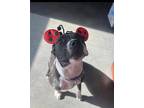 Adopt Jada a Black - with White American Staffordshire Terrier / Border Collie /