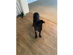 Adopt Bruce a Black Belgian Malinois / Labrador Retriever / Mixed dog in