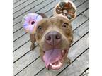 Adopt Honey a Brown/Chocolate American Pit Bull Terrier / Mixed dog in