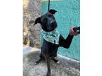 Adopt Michael a Black Labrador Retriever / Shepherd (Unknown Type) dog in