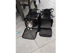 Adopt Big Butt a Gray or Blue American Shorthair / Mixed (short coat) cat in