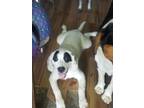 Adopt Po a White Hound (Unknown Type) / Australian Cattle Dog / Mixed dog in